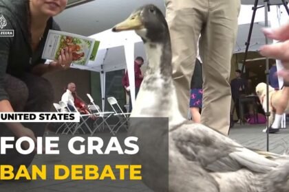 Foie gras debate goes to the ballots: Voters to decide foie gras ban on November 3