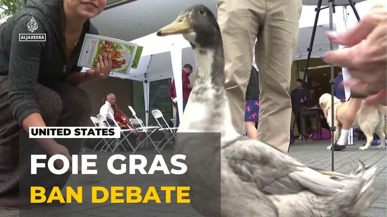 Foie gras debate goes to the ballots: Voters to decide foie gras ban on November 3
