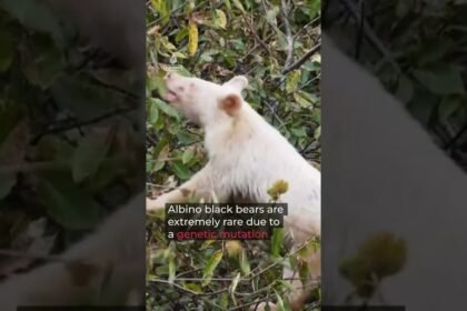 Video shows rare albino Asian black bear