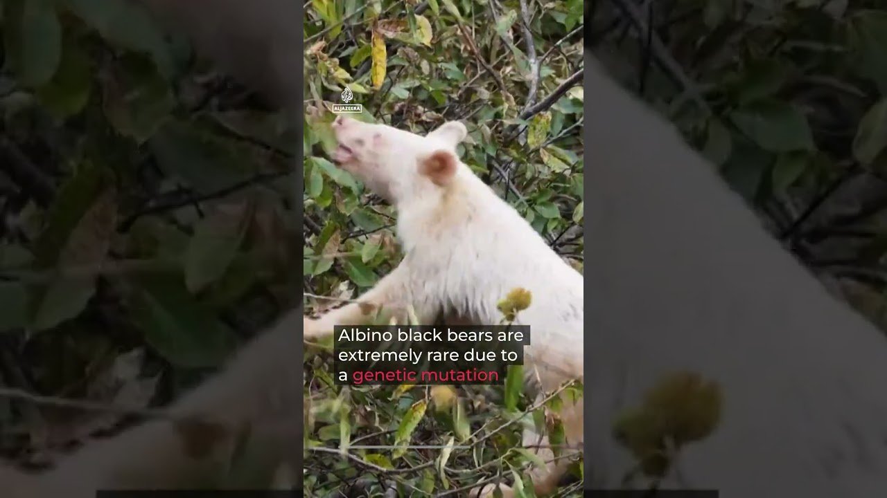 Video shows rare albino Asian black bear