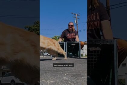 How one backyard stray sparked a mission to save the ‘Cats of San Bernardino’