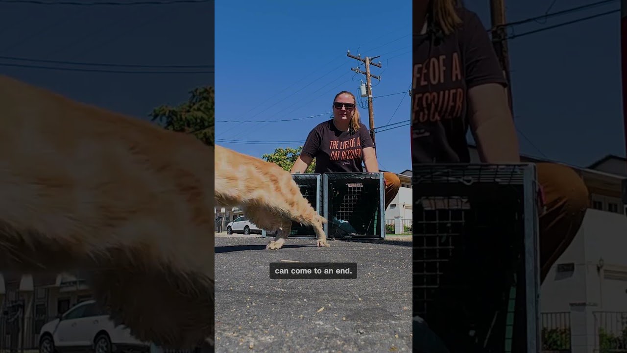 How one backyard stray sparked a mission to save the ‘Cats of San Bernardino’