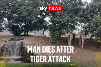Man dies after attack by tiger at UK wildlife park