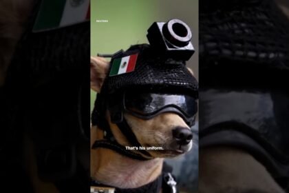 The pint-sized Chihuahua recruited to Mexico’s National Guard