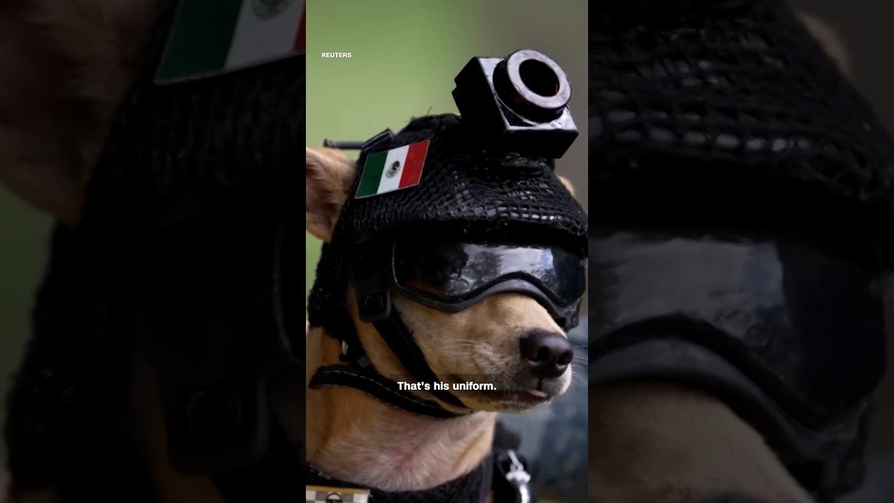 The pint-sized Chihuahua recruited to Mexico’s National Guard