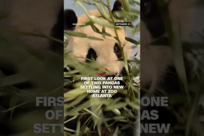 First images of Pandas at Atlanta Zoo