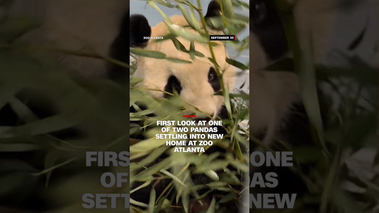 First images of Pandas at Atlanta Zoo
