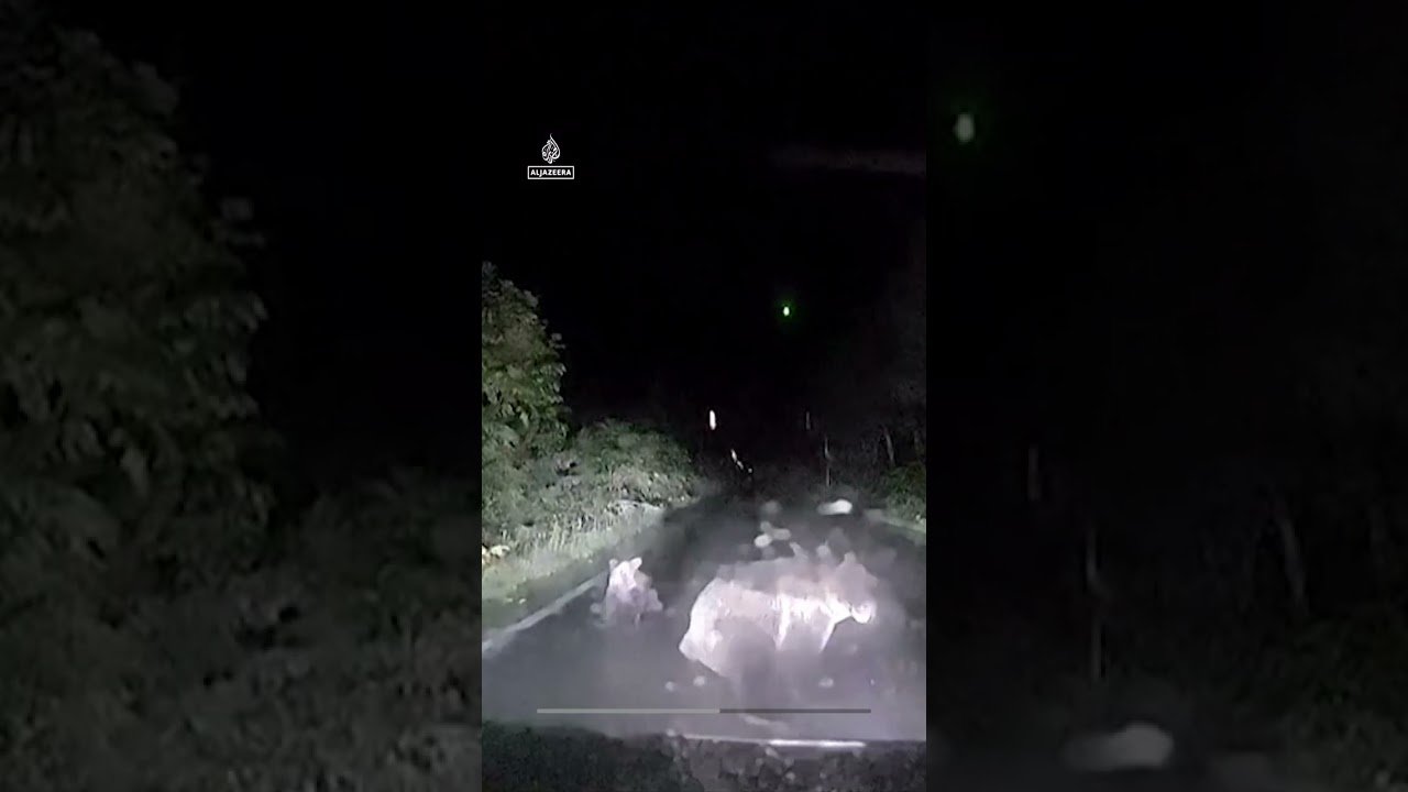 Moment mother bear slams into car to protect cub | #AJ shorts
