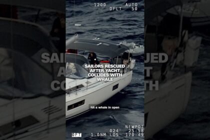 Sailors rescued after yacht collides with whale
