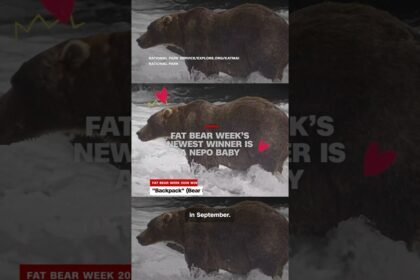 Fat Bear Week’s newest winner is a nepo baby