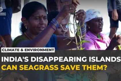 India's disappearing islands turn to seagrass to fight rising seas