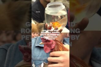 Goldfish and rooster among pets blessed by Franciscan priests