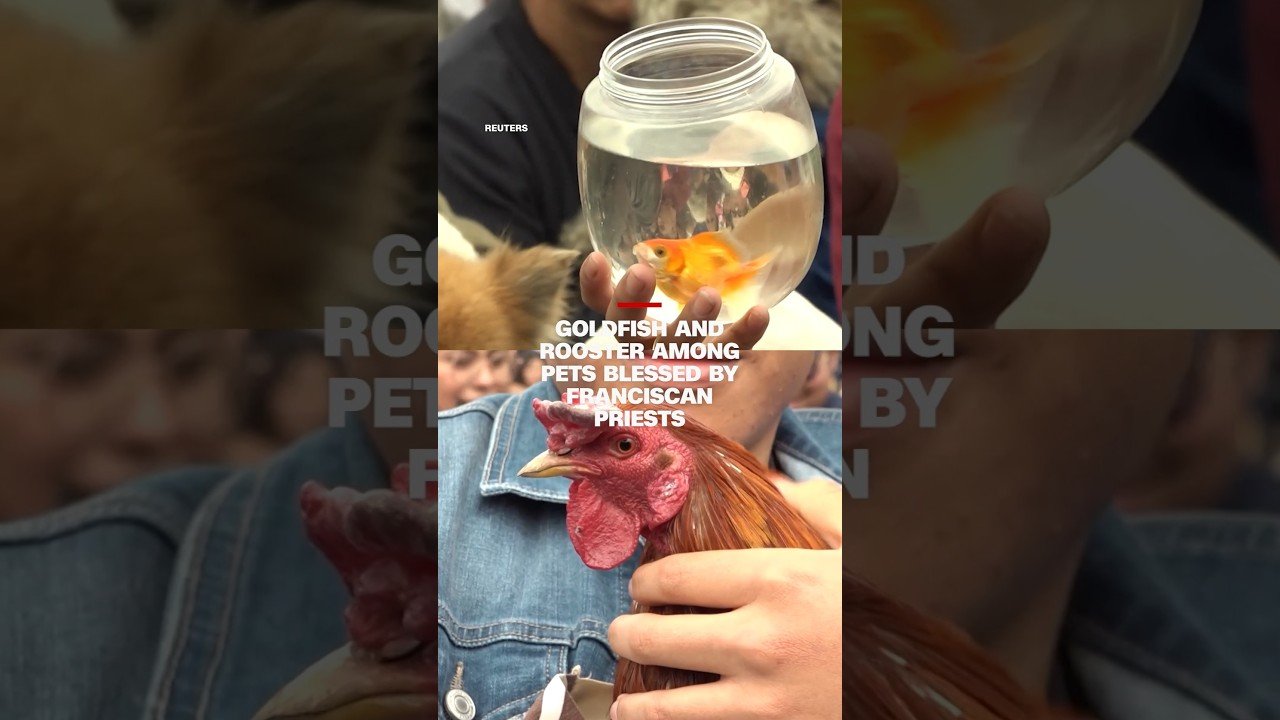 Goldfish and rooster among pets blessed by Franciscan priests