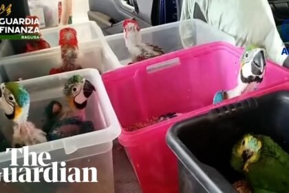 Italian authorities seize 377 exotic animals hidden in car at Sicily port