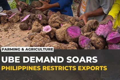 Philippines restricts ube exports as global demand strains Indigenous farmers