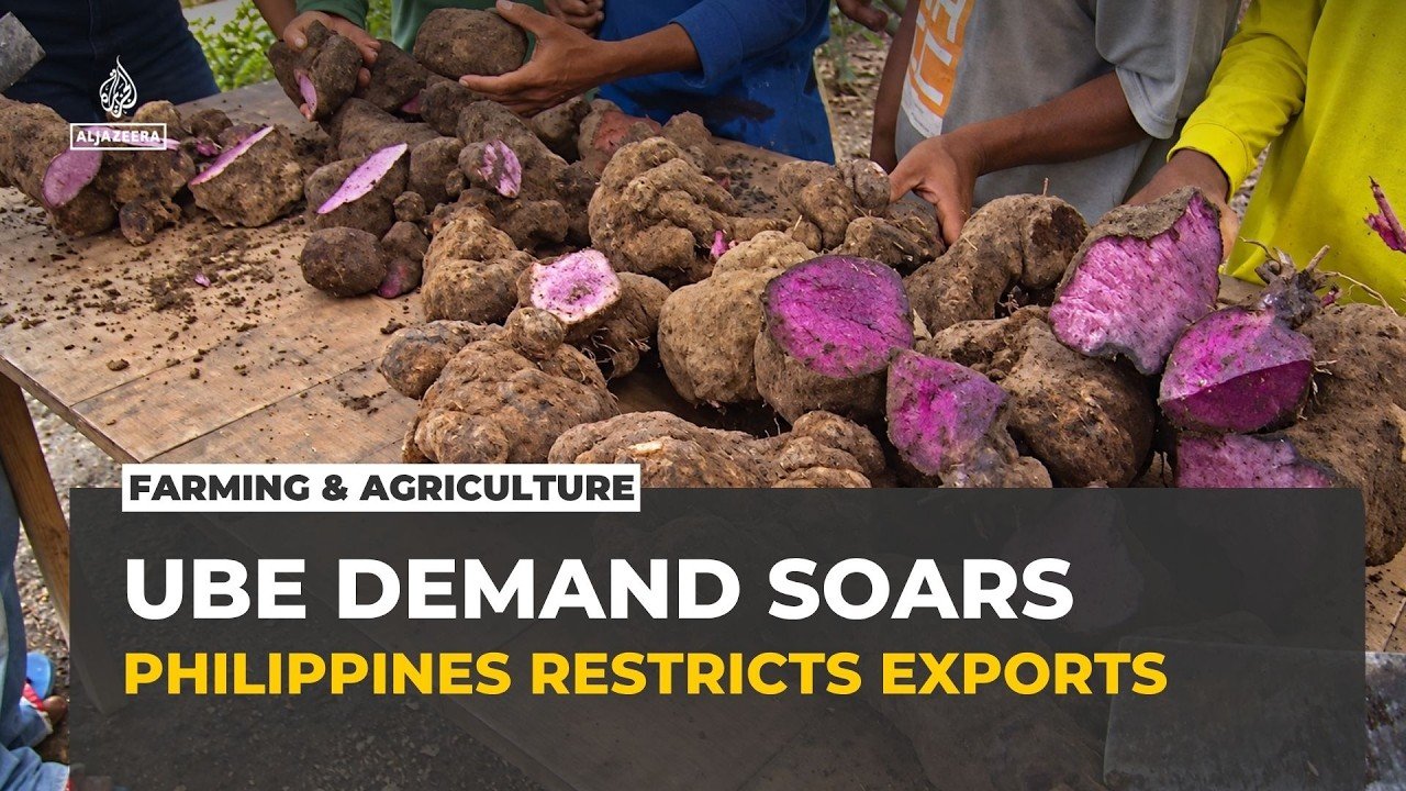 Philippines restricts ube exports as global demand strains Indigenous farmers