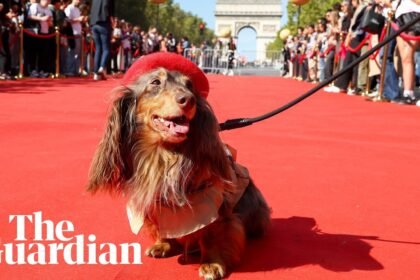Hundreds of dachshunds march down the Champs-Élysées during Paris fashion week