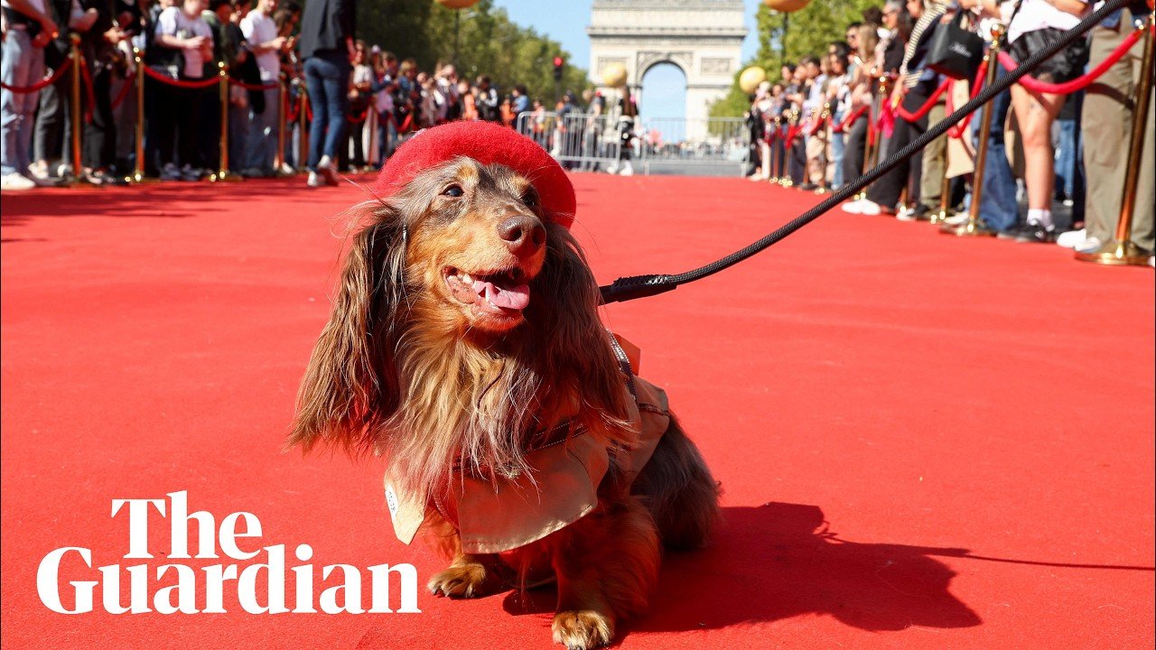 Hundreds of dachshunds march down the Champs-Élysées during Paris fashion week