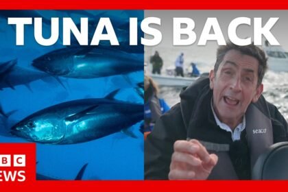 Tuna had almost vanished from UK seas - now it's back. How? | BBC News