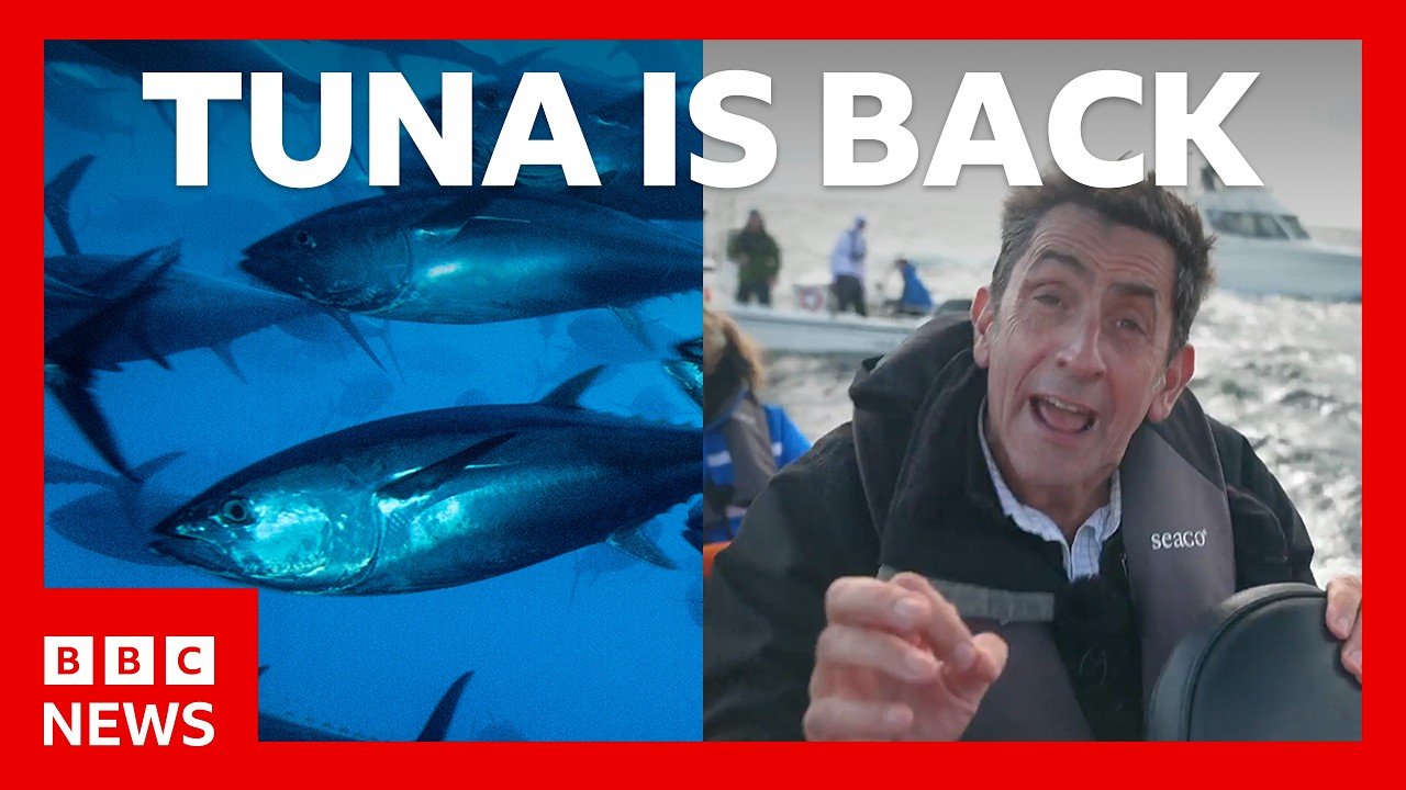 Tuna had almost vanished from UK seas - now it's back. How? | BBC News