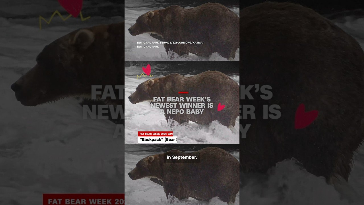 Fat Bear Week’s newest winner is a nepo baby