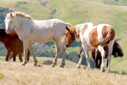 Nature: Wild horses in California