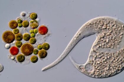AI disqualification yields new Nikon Small World in Motion winner