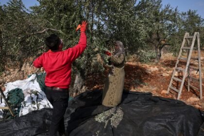 Israeli settler attacks target Palestinian olive harvest in West Bank