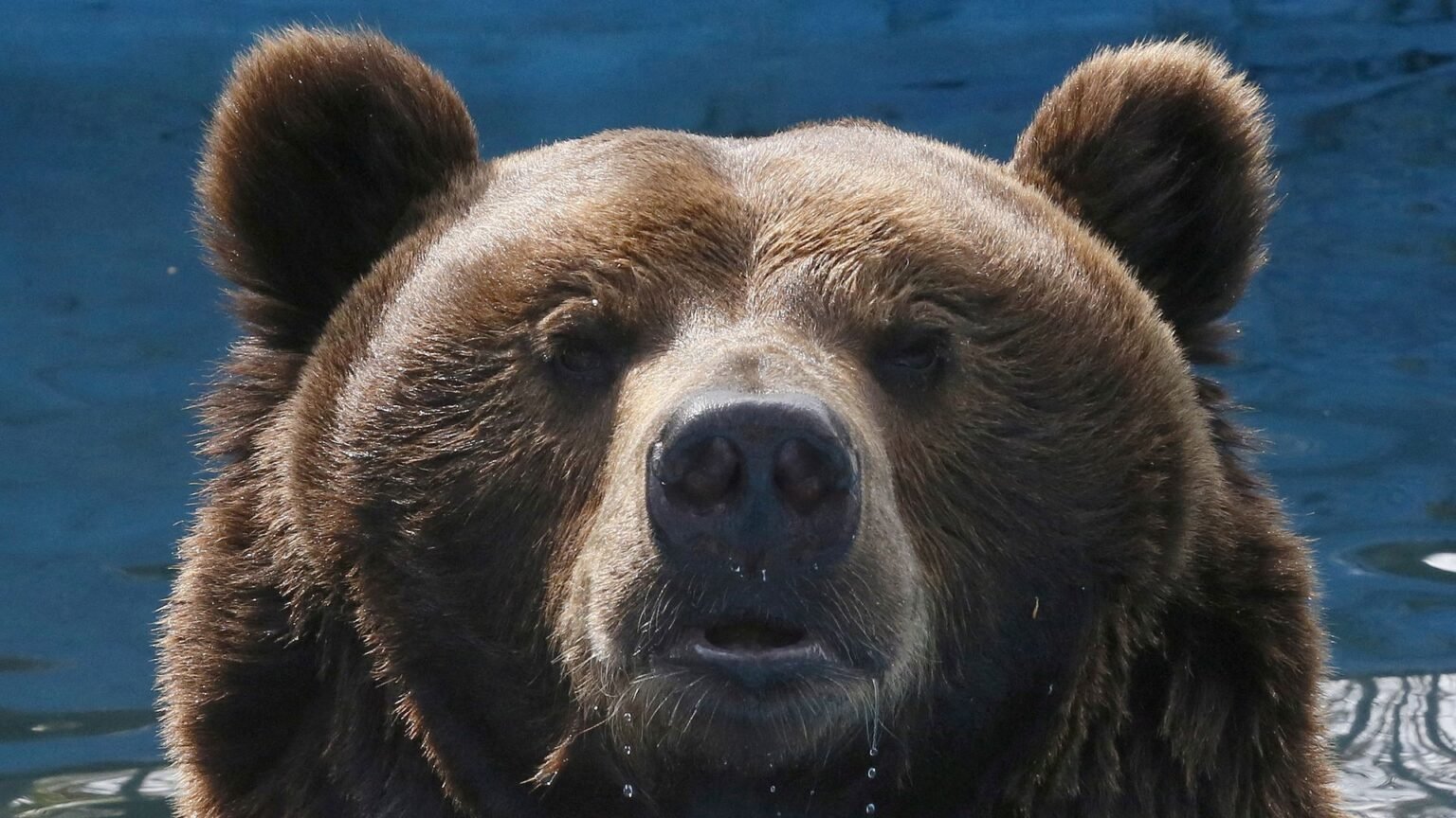 Russia moves to control bear population after 22 people killed