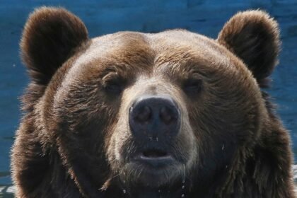 Russia moves to control bear population after 22 people killed