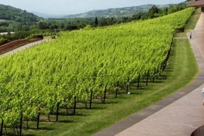 Gang of masked men stole £4.2m worth of red wine from Italy