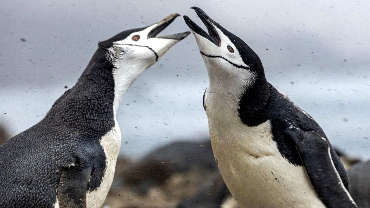 World's largest penguin colony shrinks two-thirds in just 14 years