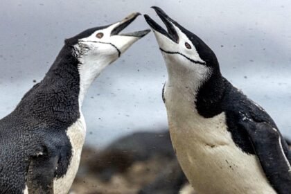 World's largest penguin colony shrinks two-thirds in just 14 years