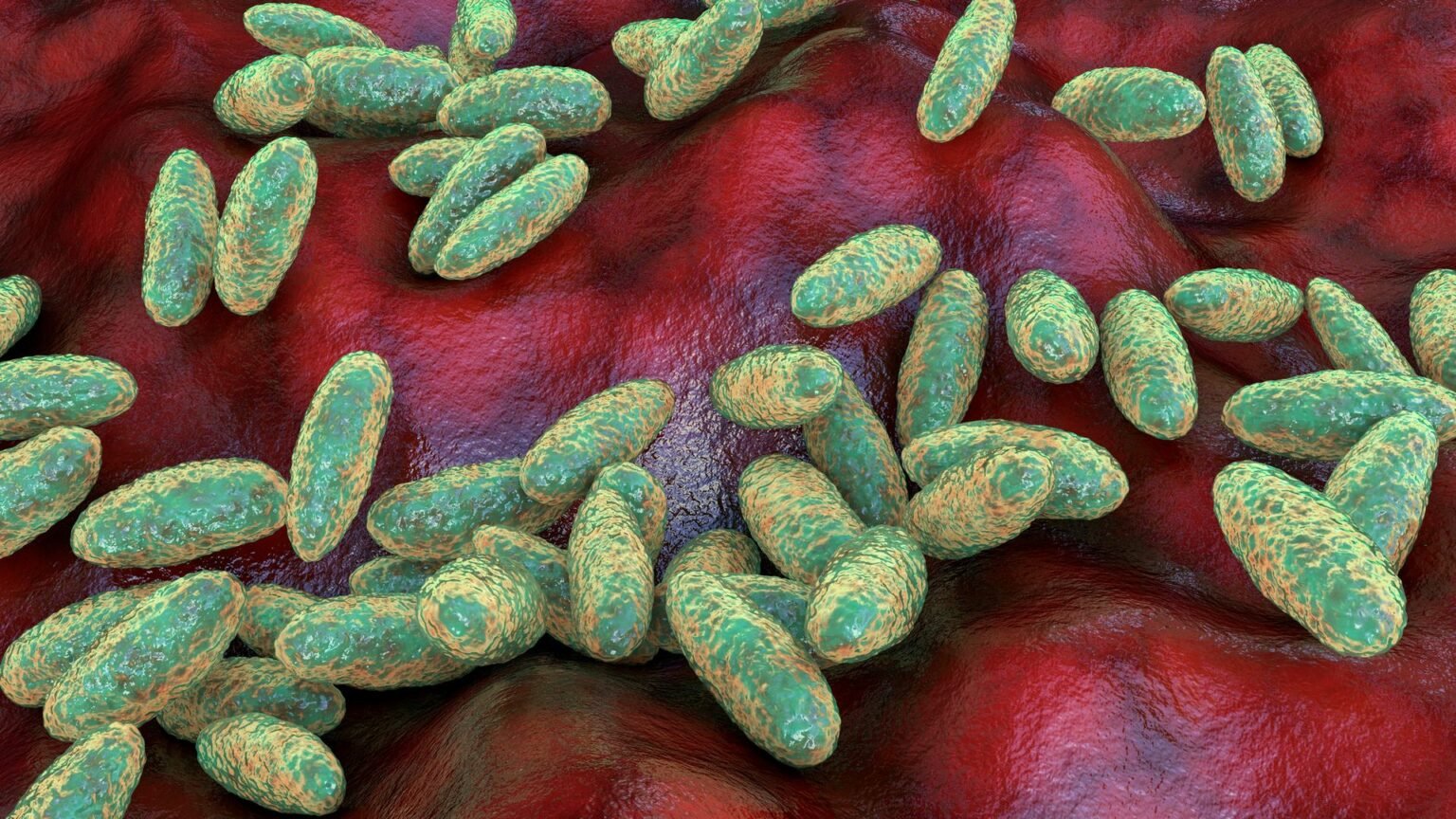 Plague risk to UK 'very low', officials say after Russian woman's death
