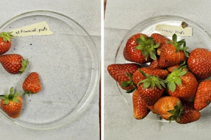 New “plant armor” more than triples strawberry yields