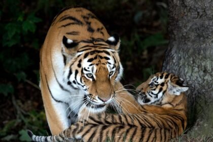 Man attacked by tiger after entering enclosure at England wildlife park