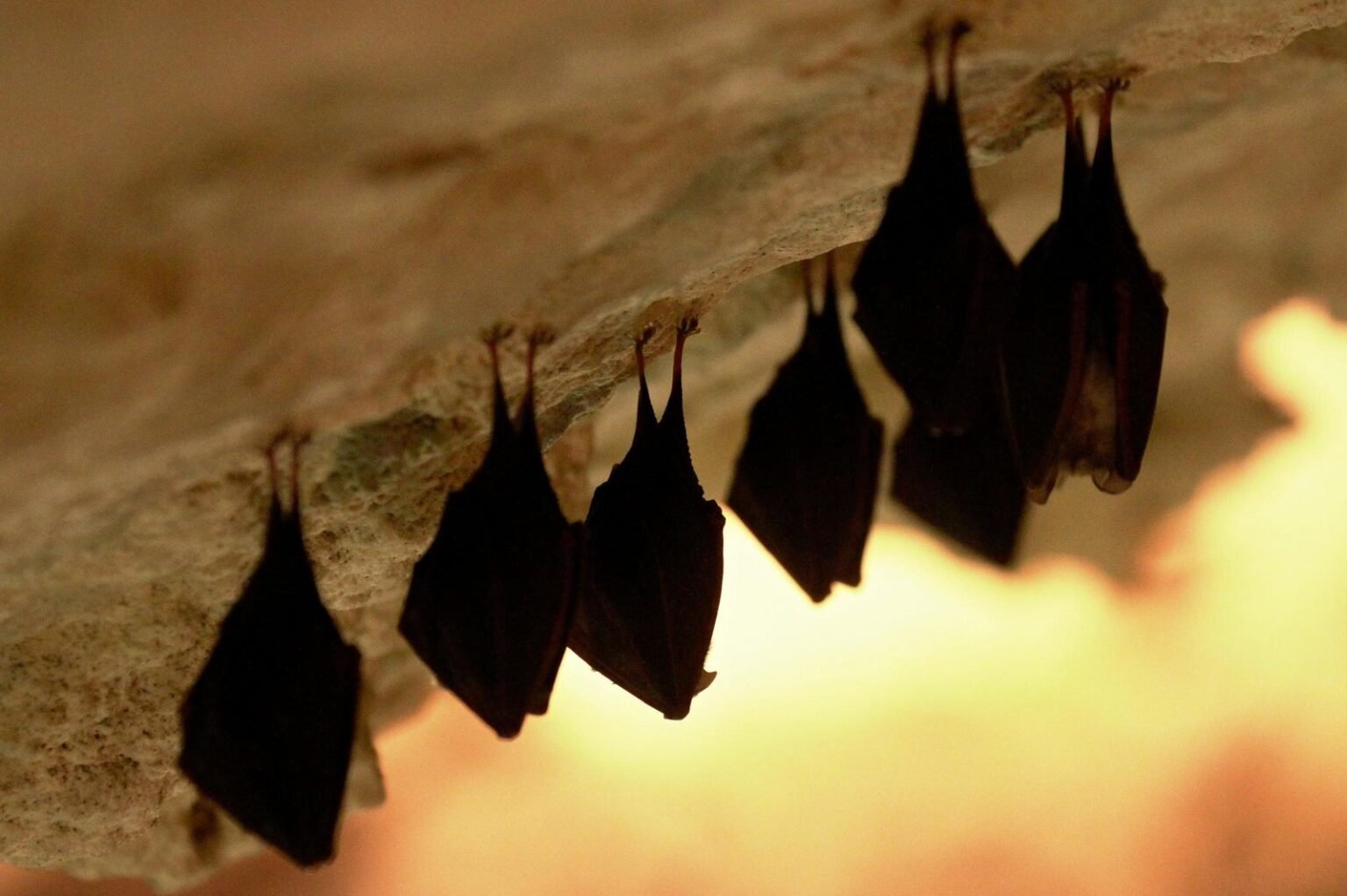 School officials can’t figure out how their building became a bat haven with eight found in just over two weeks